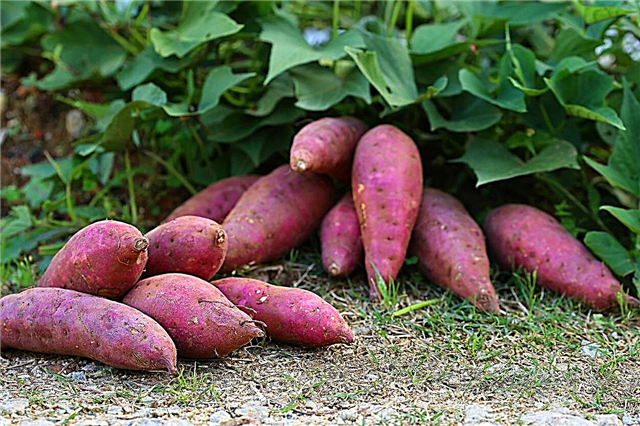 Gemüse für Regenzeiten: Tipps zum Anbau von Nahrungspflanzen in den Tropen