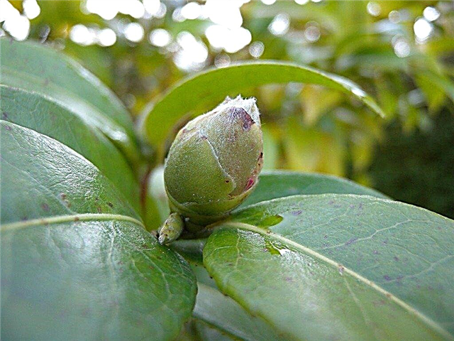 Sipelgad Camellia lilledel: miks on Camellia pungad sipelgatega kaetud