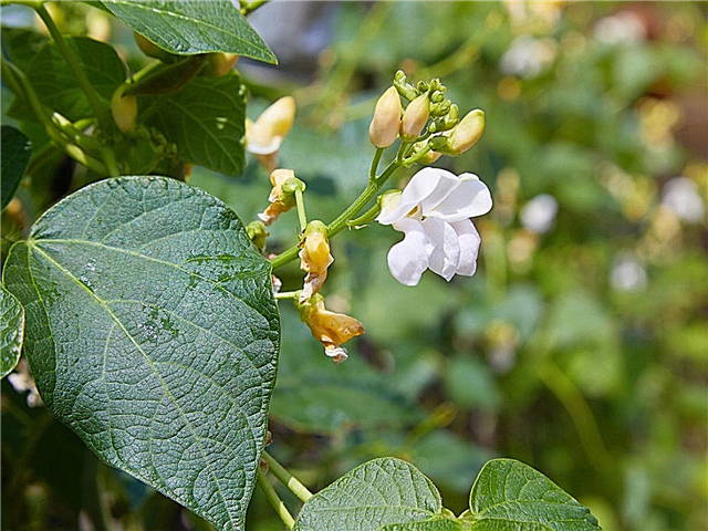 No Bean Flowers: Como obter uma planta de feijão para florescer