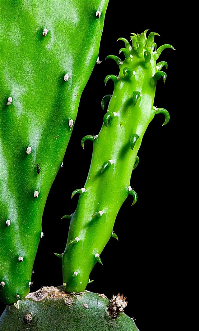 Offsets van Cactus verwijderen: Cactus-pups op planten verwijderen