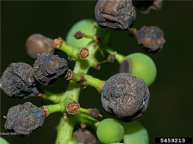 Wat is Black Rot On Grapes: leer meer over Black Rot Grape Treatment