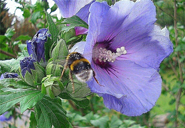 Adakah Bunga Hibiscus Biru: Cara Menanam Hibiscus Biru Di Taman