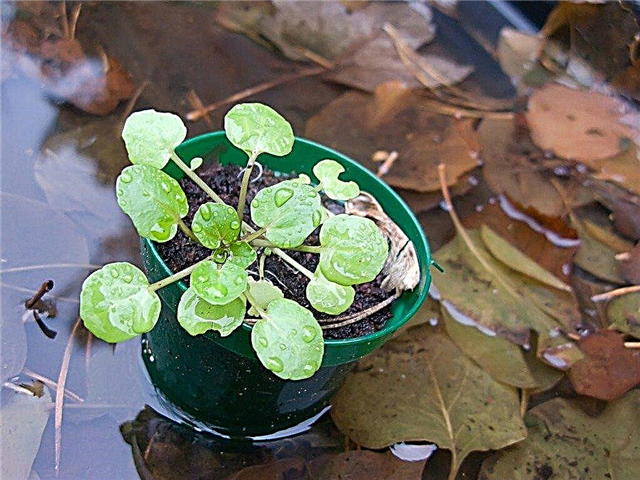 Container Watercress Herbs: Como você cresce agrião em vasos