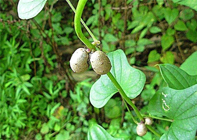 Información de la planta de ñame: consejos para cultivar ñame chino