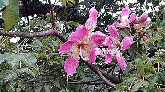 Over Floss Silk Trees: tips voor het planten van een Silk Floss Tree