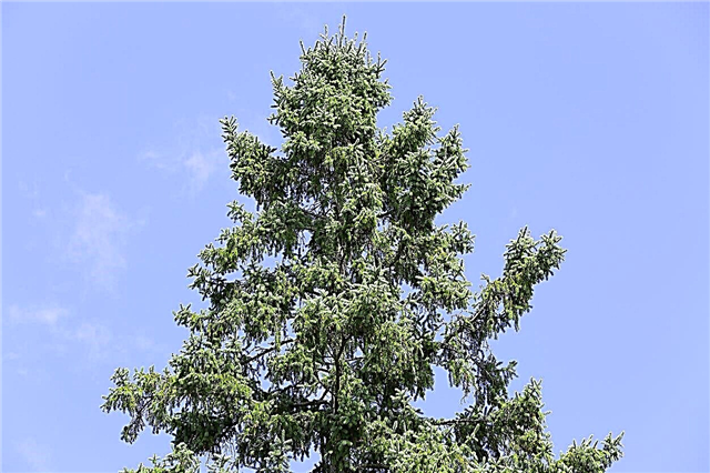 رعاية شجرة الشوكران: نصائح لزراعة أشجار الشوكران