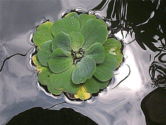 Догляд за водним листям салату: інформація та використання для води салату в ставках