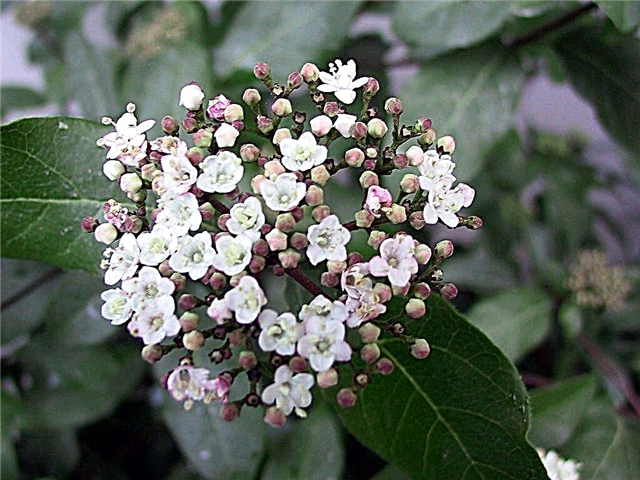 Problèmes de Viburnum: Pourquoi ma fleur de Viburnum Bush