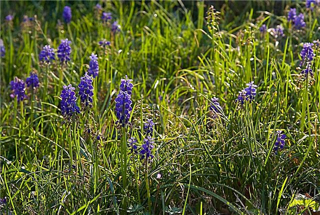 Kiểm soát lục bình nho: Làm thế nào để thoát khỏi cỏ dại Hyacinth