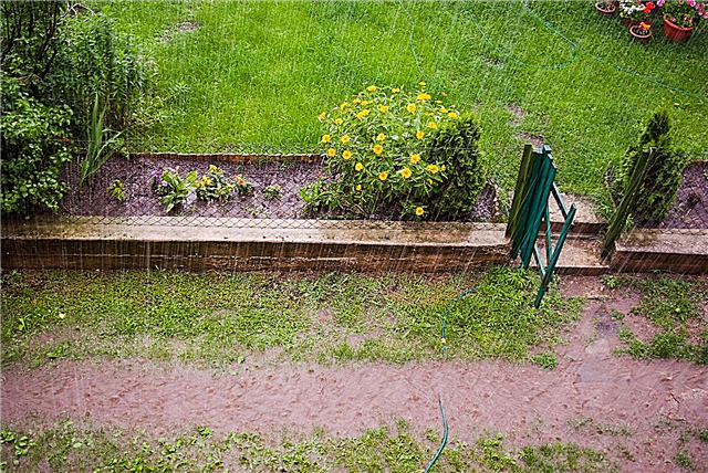 الأمطار الغزيرة والنباتات: ماذا تفعل إذا كان المطر يهدم النباتات