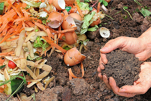 Kompostowanie Porady: wskazówki dotyczące rozpoczynania składowania kompostu w domu