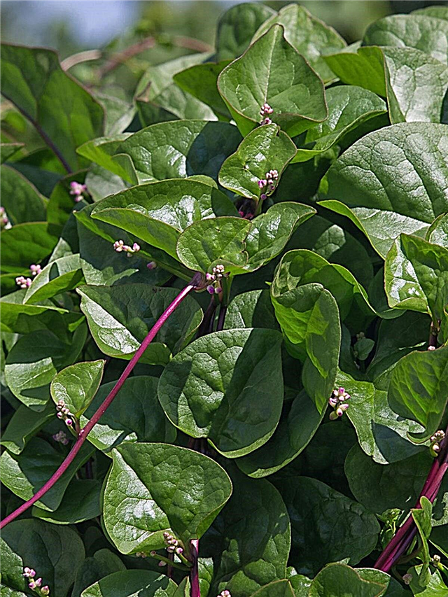 O que é o espinafre Malabar: dicas para cultivar e usar o espinafre Malabar
