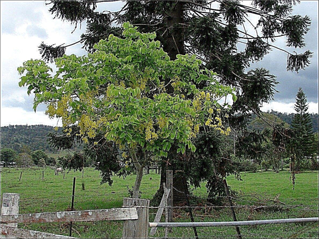 Cassia puu pügamine: kuidas ja millal Cassia puid kärpida