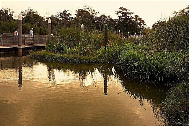 DIY 플로팅 연못 아일랜드 : 플로팅 습지 생성을위한 팁