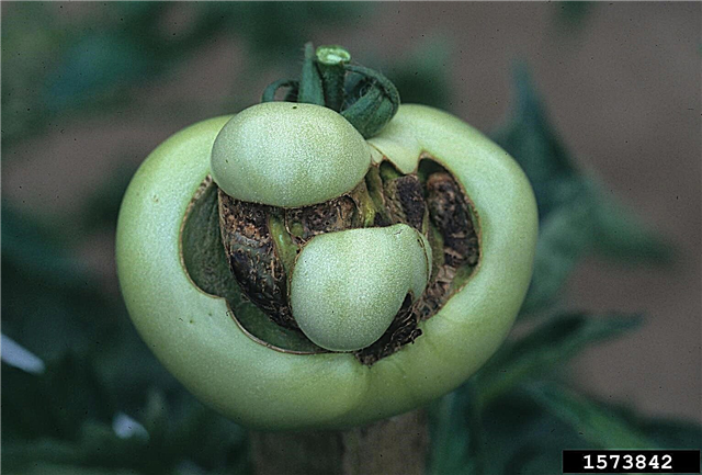 Catfacing Fruit Deformity: Erfahren Sie mehr über Catfacing auf Tomaten