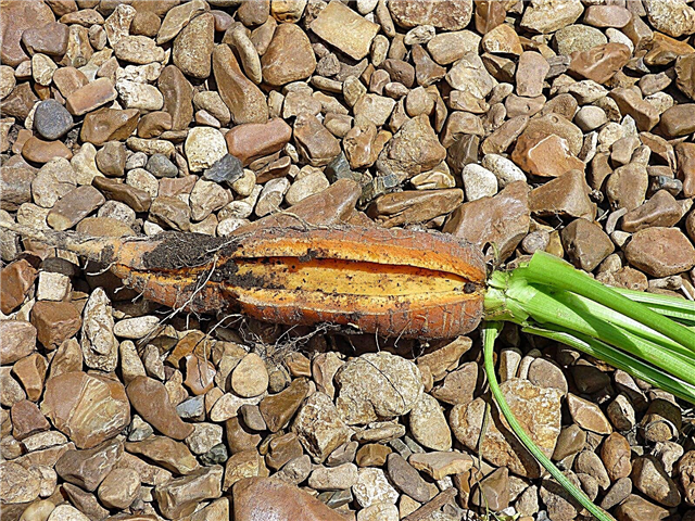 Warum Karotten knacken: Tipps zur Verhinderung von Rissen in Karotten