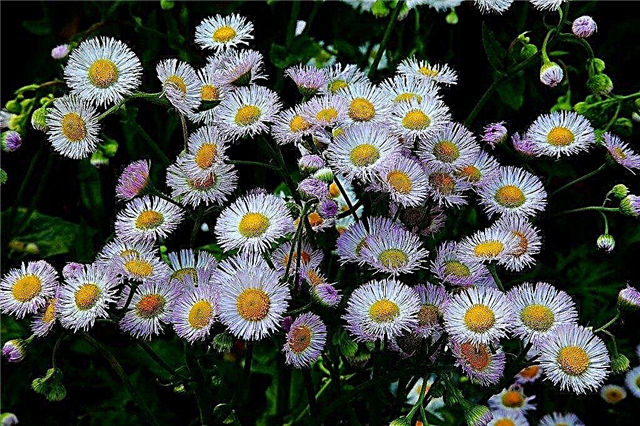 Daisy Fleabane Info: ¿Puedes cultivar Fleabane en jardines?