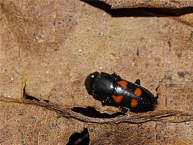 Hva er Sap Beetles: Hvordan kontrollere Sap Beetles