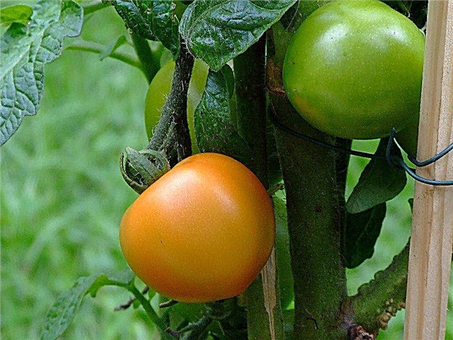 الانتفاخ في الطماطم: لماذا تجفف الطماطم من الداخل