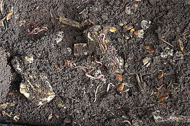 Mal olor a vermicultura: qué hacer para los contenedores de gusanos podridos