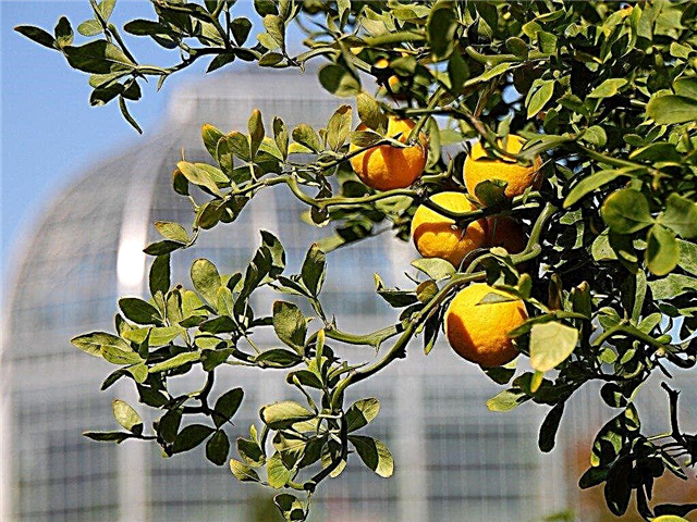 Vòng bi hai năm là gì: Thông tin về vòng bi thay thế của cây ăn quả