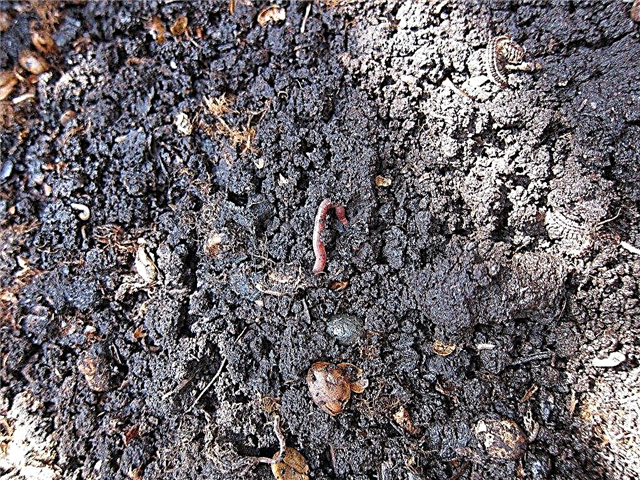 Vermiculture Pest Control: redenen voor insectenplagen in wormbakken