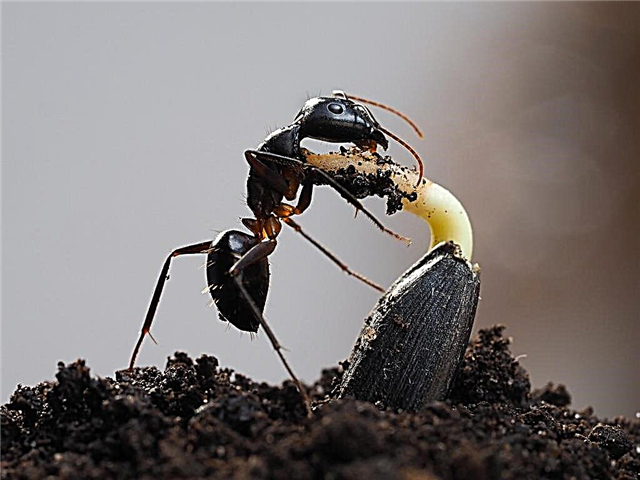Hormigas en macetas: cómo deshacerse de las hormigas en macetas