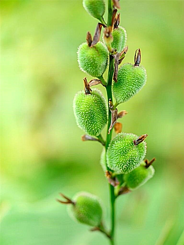 Zber semien Canna Lily: Môžete vysadiť semená Canna Lily