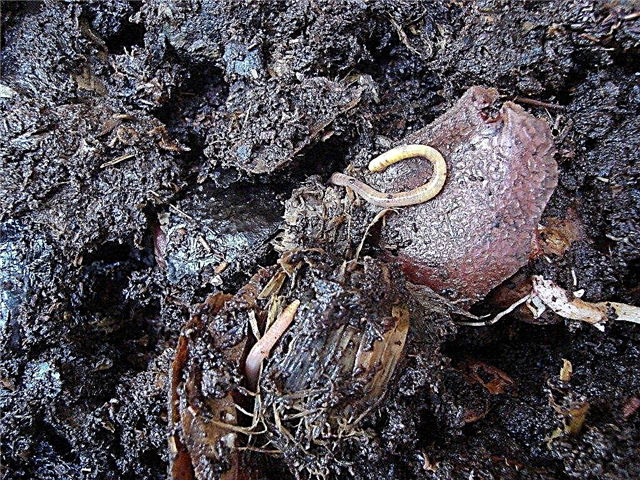 Morte por vermicultura: Razões para a morte de vermes em vermicomposto