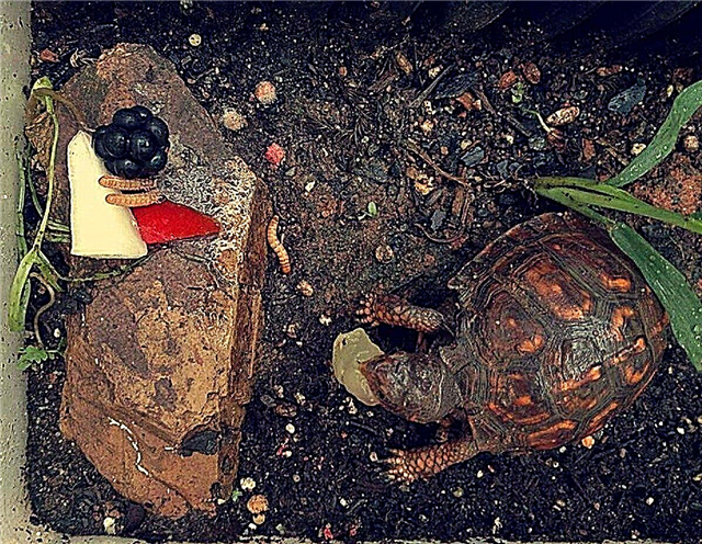 جذب السلاحف: كيفية جذب السلاحف في الحديقة والبرك