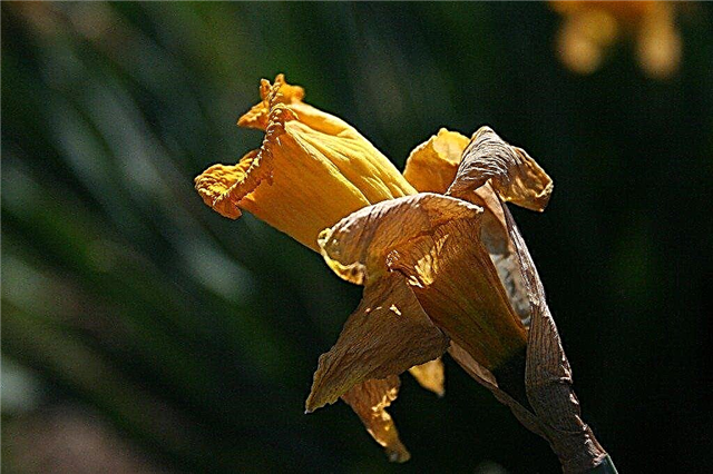 Cultivo de sementes de narciso: dicas sobre o cultivo de sementes de narciso