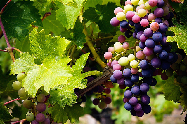 A szőlő érése: A szőlő betakarítása