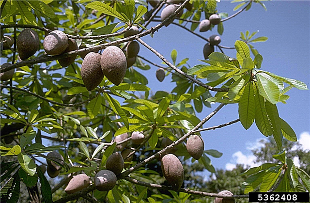 Ce este un copac Mamey: Mame Mammee Informații despre fructe și cultivare