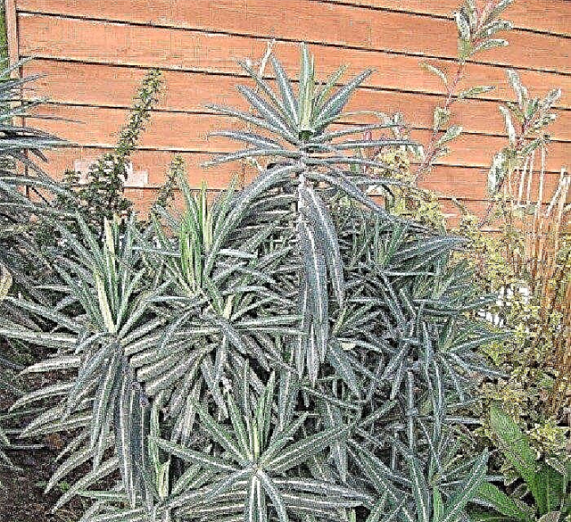 O que é a planta toupeira Euphorbia: informações sobre o cultivo de uma planta de toupeira Spurge