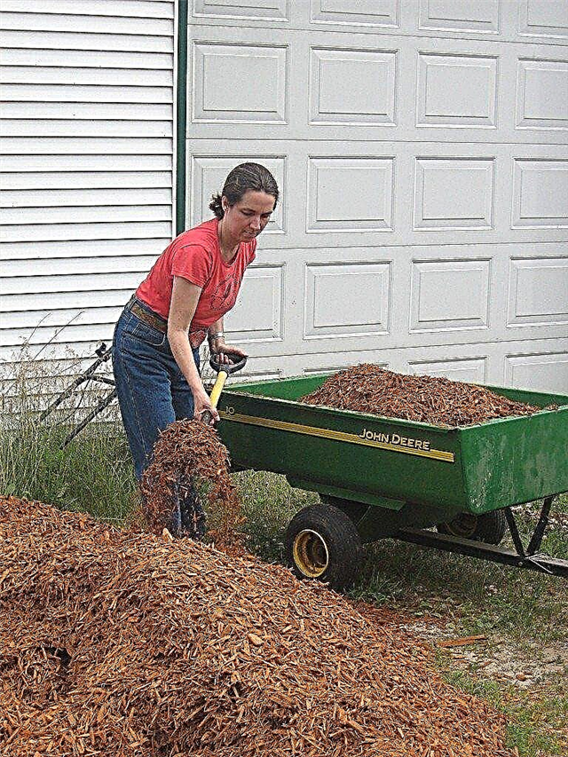 Verwenden von Hemlock Mulch auf Gemüse und Gartenflächen
