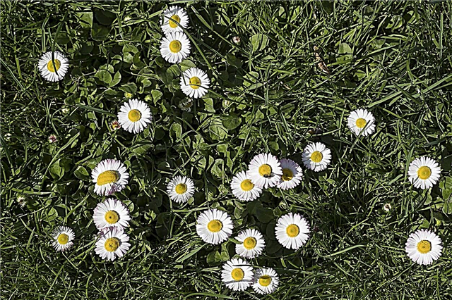 Thông tin tiếng Anh Daisy: Chăm sóc hoa cúc Anh trong vườn