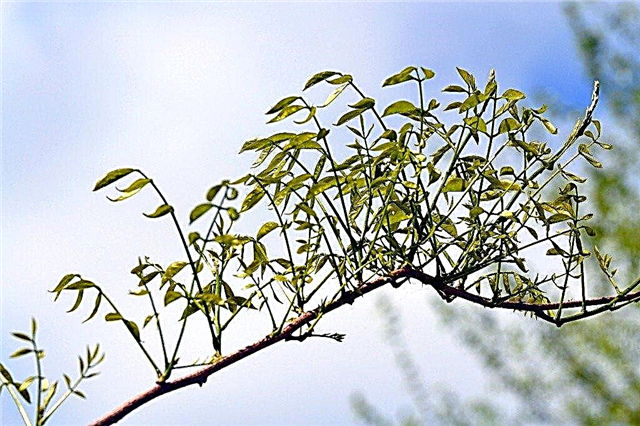 Завиток листьев глицинии: причины скручивания листьев глицинии
