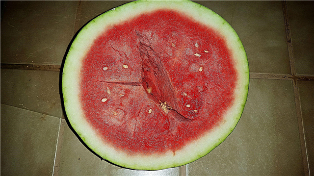 Coração oco de melancia: O que fazer para melancias ocas