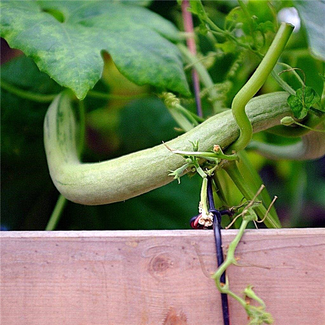 Qu'est-ce qu'une plante Snake Gourd: Snake Gourd Info and Growing