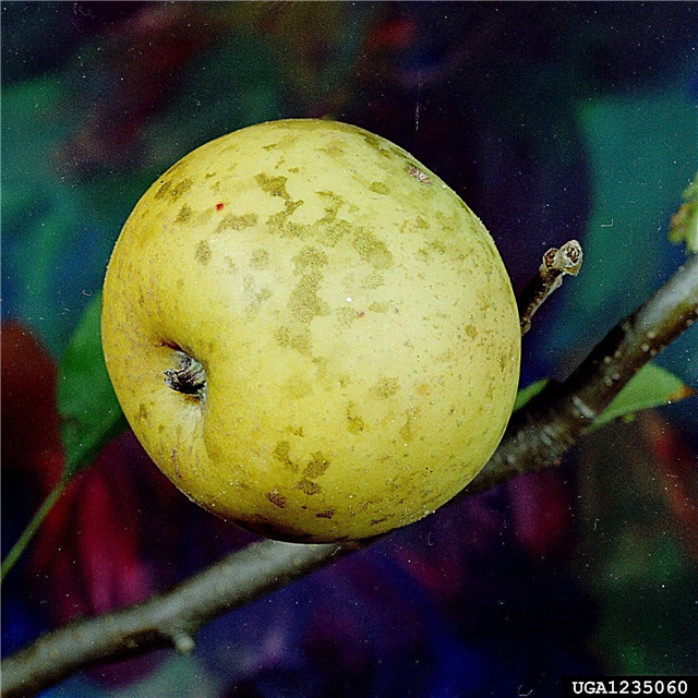ما هو Sooty Blotch: معلومات حول علاج Sooty Blotch من التفاح