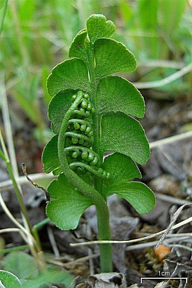 Moonwort Fern Care: tips voor het kweken van Moonwort Ferns