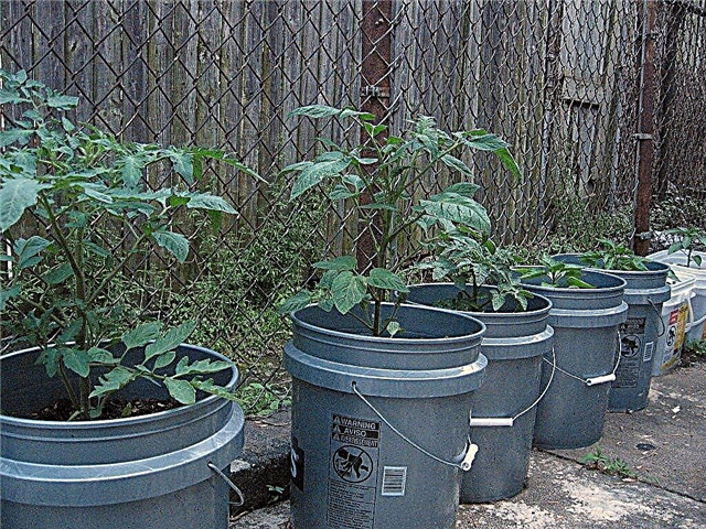 Groenten in een emmer van 5 gallon: hoe groenten in een emmer te laten groeien