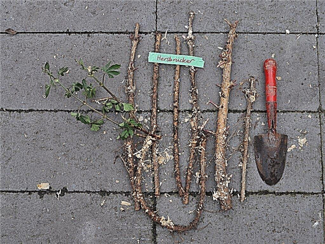 Planter des rhizomes de houblon: le houblon est-il issu de rhizomes ou de plantes?