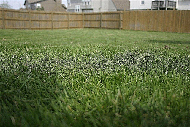 잔디 비료 팁 : 잔디 비료를 적용하는시기와 방법