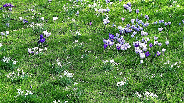 Blumenzwiebeln im Gras: Wie und wann man eingebürgerte Zwiebeln mäht