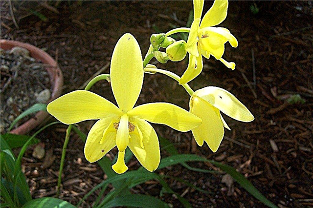 Wachsende gemahlene Orchideen: Wie man Spathoglottis-Gartenorchideen pflegt