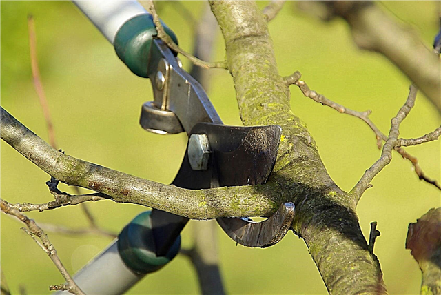 Was sind Ausdünnungsschnitte: So verwenden Sie Ausdünnungsschnitte an Bäumen oder Sträuchern
