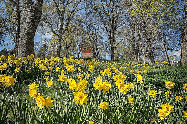 Narsissien naturalisointi puutarhoissa: Narsissien naturalisoitu istutus