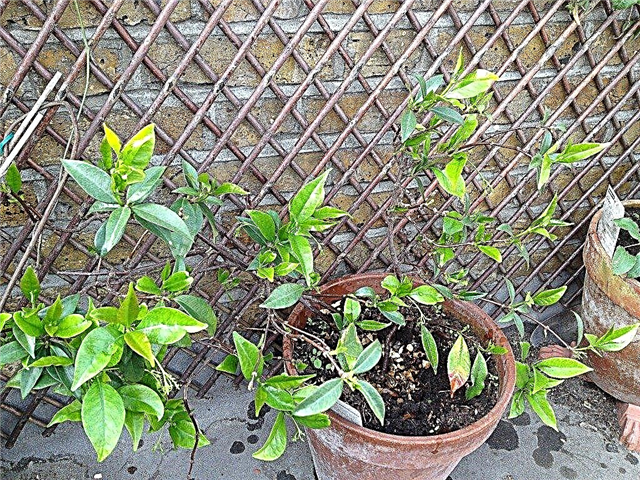 Repotting Jasmine Plants: Como e quando repot Jasmines