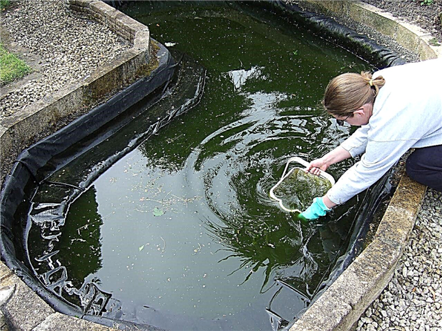 Limpando uma lagoa: quando e como limpar uma lagoa do jardim com segurança